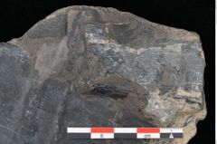 Foto (Detailansicht) von Laccopteris muensteri Schenk (NHMW-GEO-2024-0188-10523)